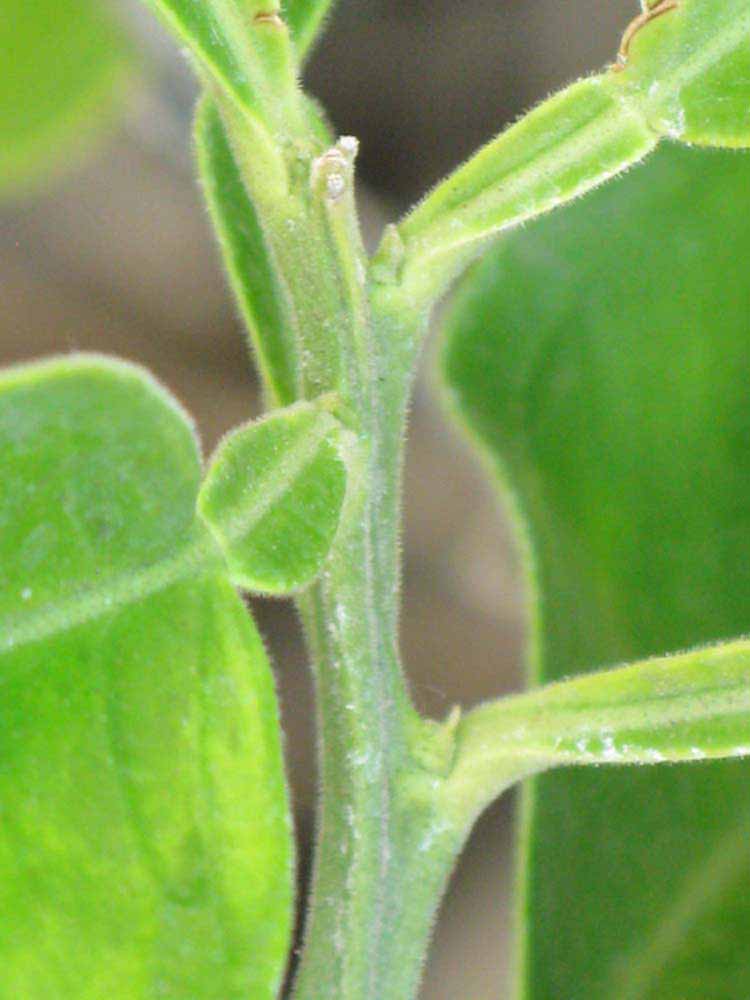              First year twig and petiole of  Citrus maxima         (Siamese Sweet, Riverside, CA)       
